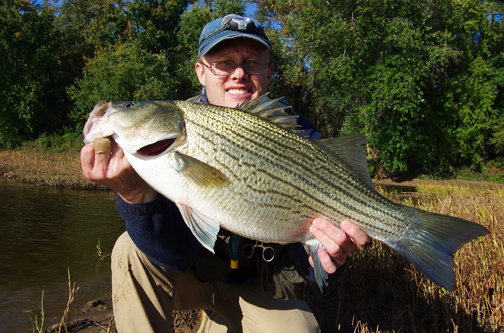 hybrid striped bass fly fishing