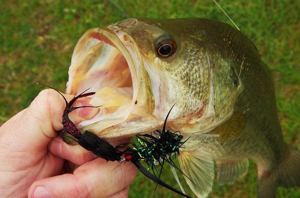 https://toflyfish.com/wp-content/uploads/2023/04/large-mouth-bass-fly-fishing-min.jpg?x18153