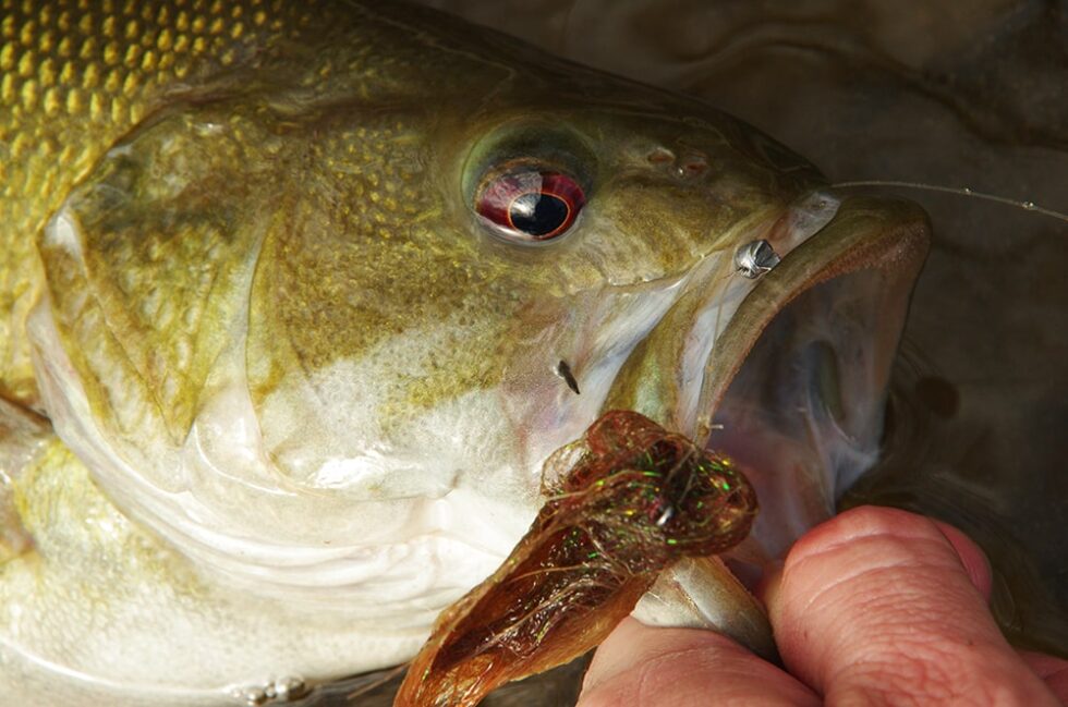 FLY FISHING FOR BASS ToFlyFish