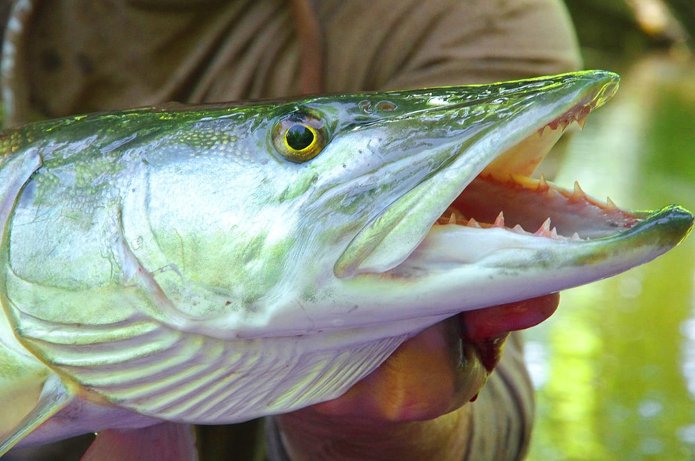 musky teeth on fly fishing leaders