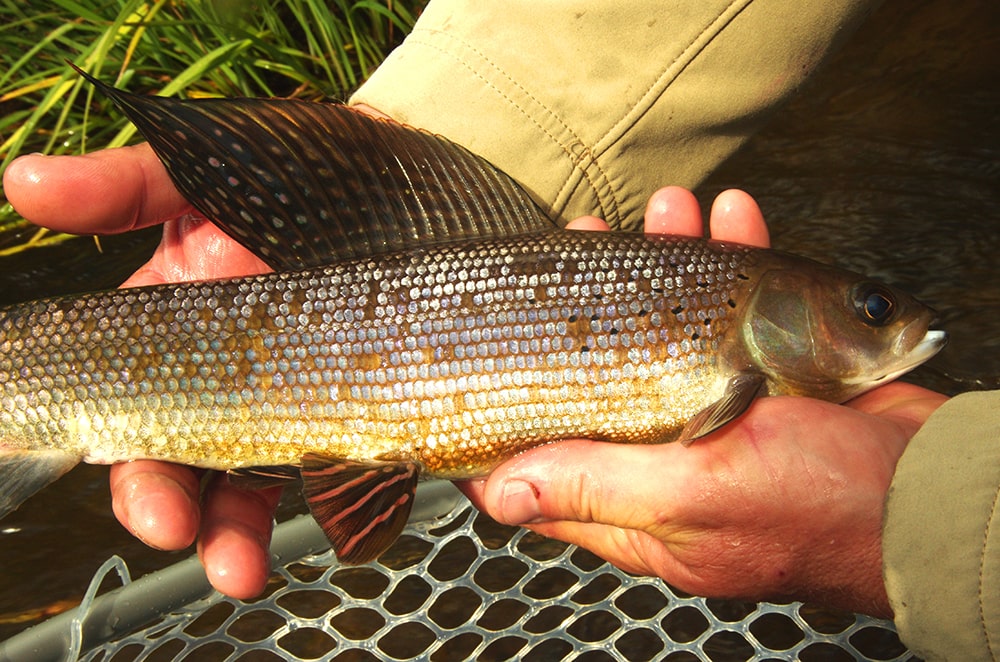grayling on nymphs