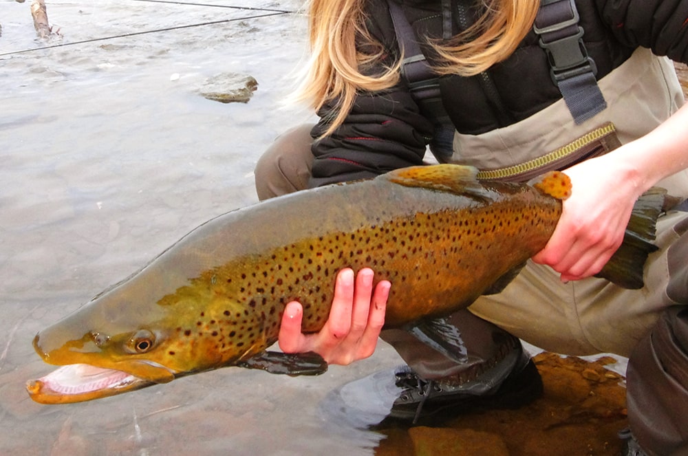 brown trout nymphing